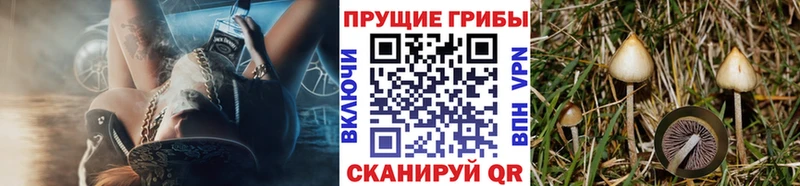 Купить где  Гудермес  Галлюциногенные грибы Psilocybe 